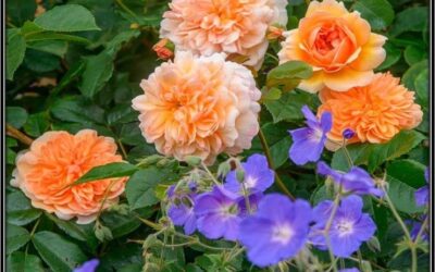 ‘Twelve months of colour ‘  Talk by Chris Day