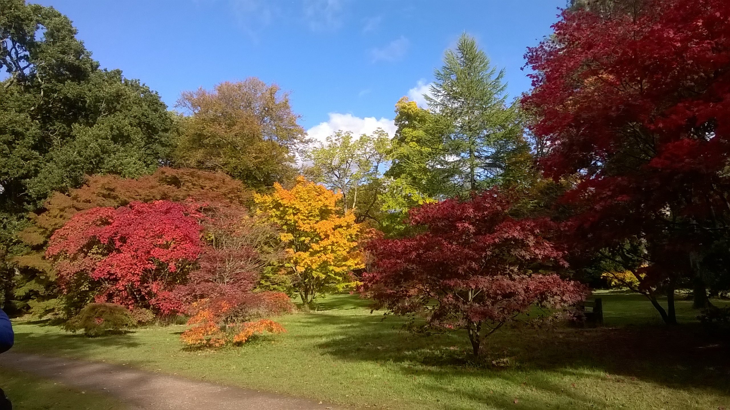 Autumn colours at Winkworth Arboretum