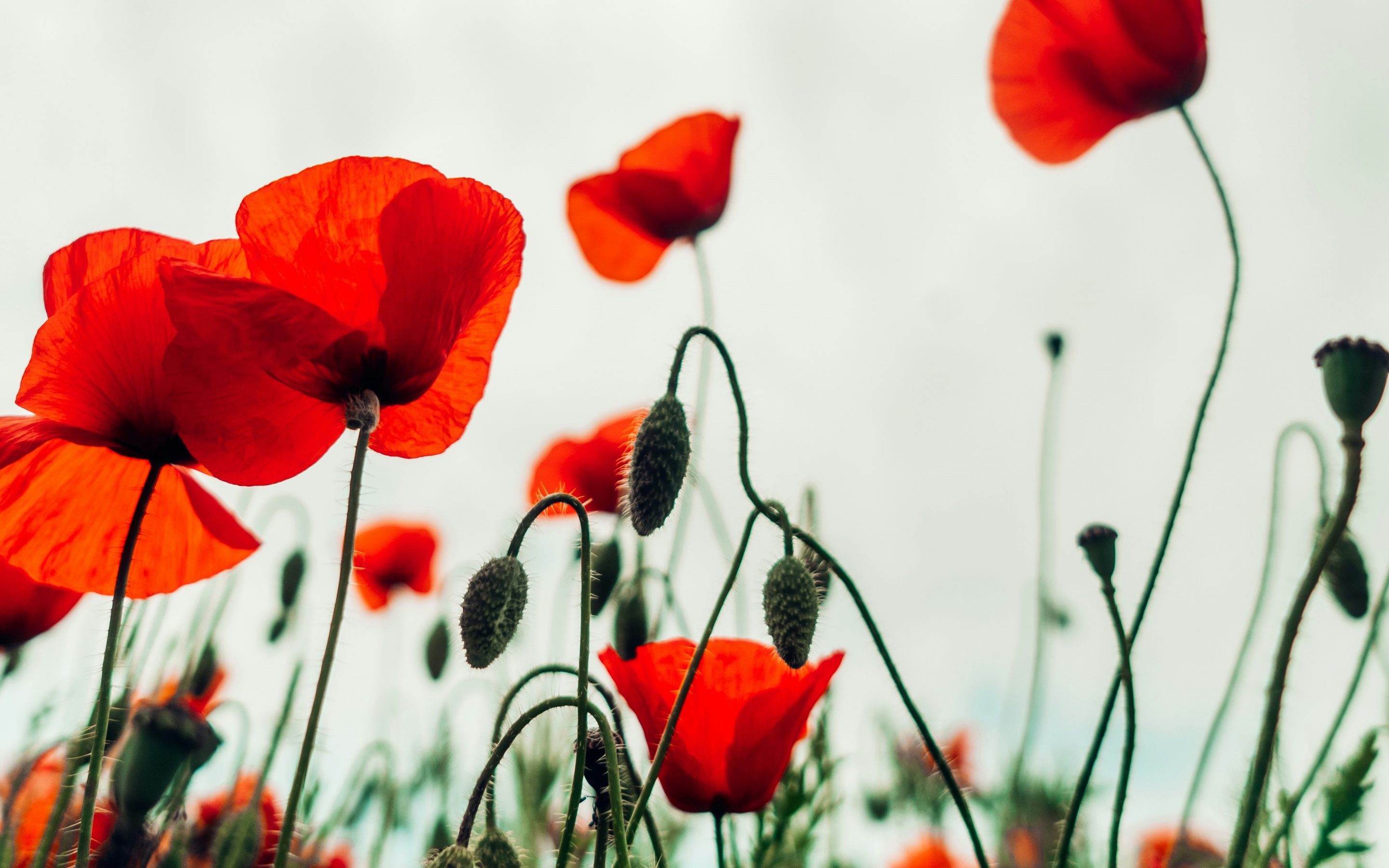A Tale of Two Poppies – A talk by Prof. Sandy Primrose