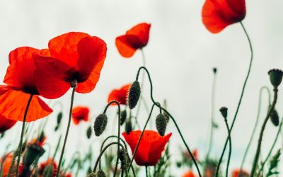 A Tale of Two Poppies – A talk by Prof. Sandy Primrose