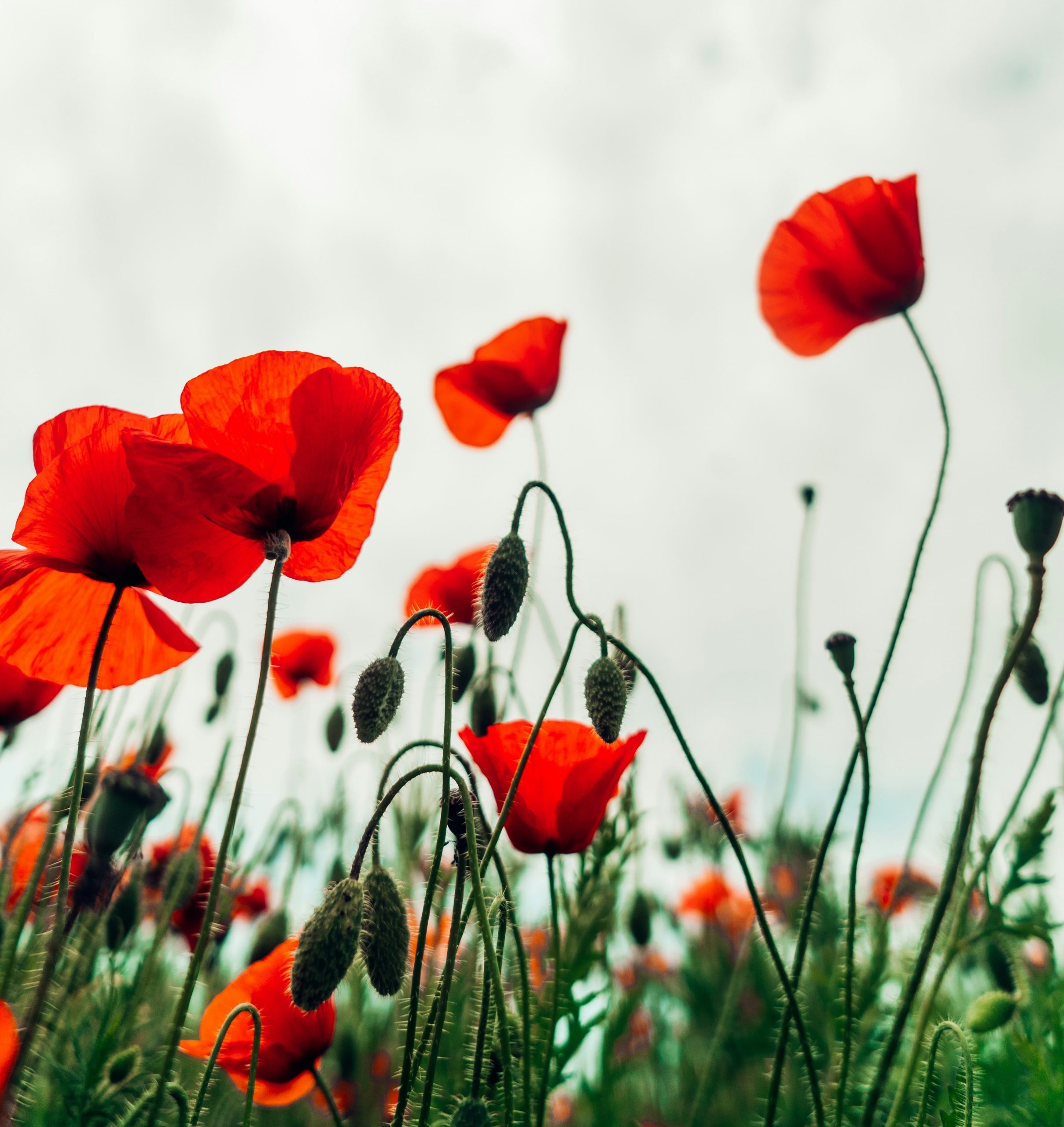 Field poppies by Ben Collins on Unsplash