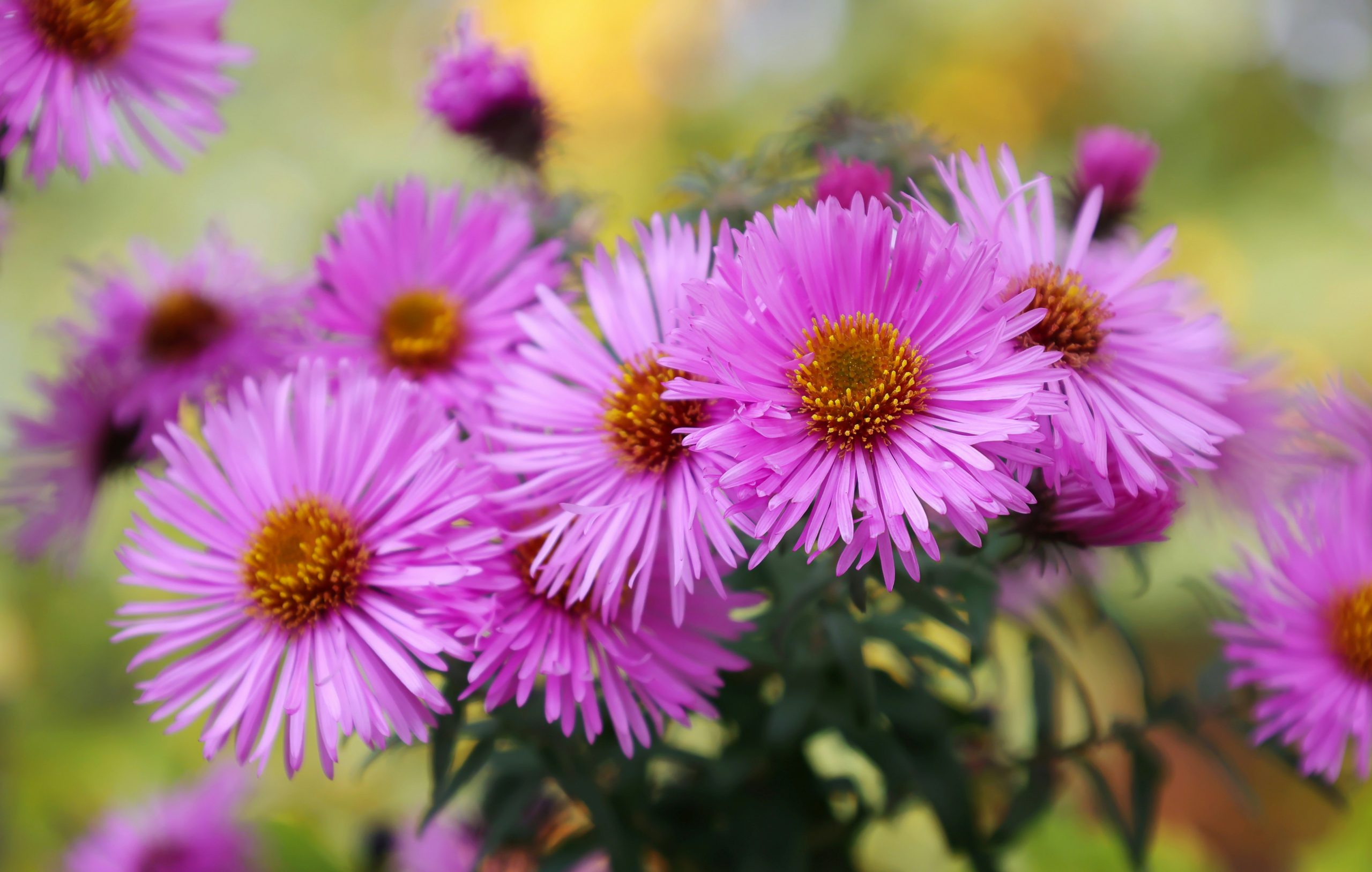Pink daisy like flowers by Jack Blueberry on unsplash