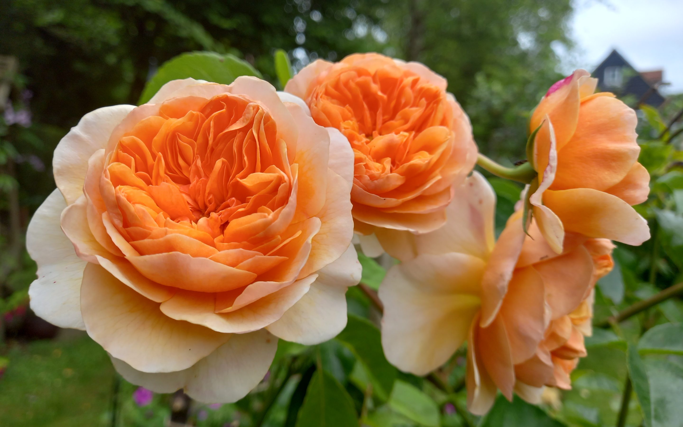 Roses, Image by Angela Ward.