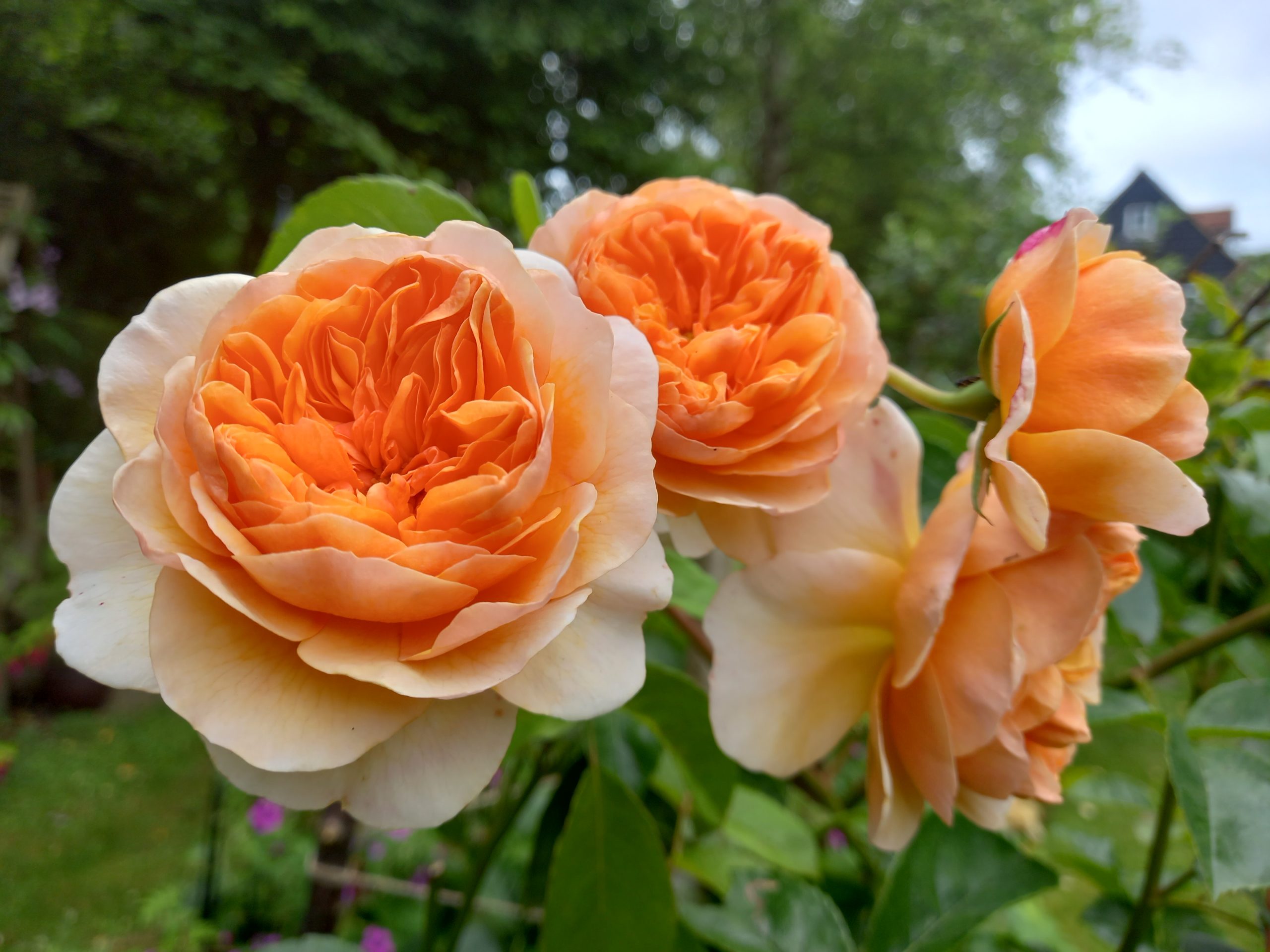 Roses, Image by Angela Ward.