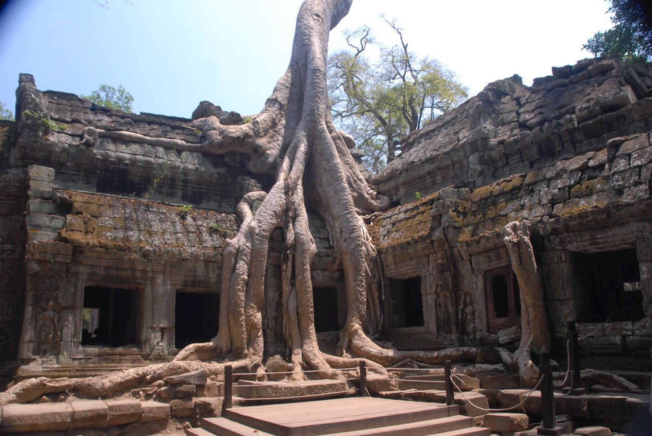 Ta Prom, Angkor Wat, Cambodia. Image used with the permission of Mary Garbett.
