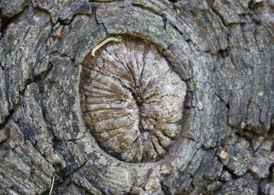Tree bark