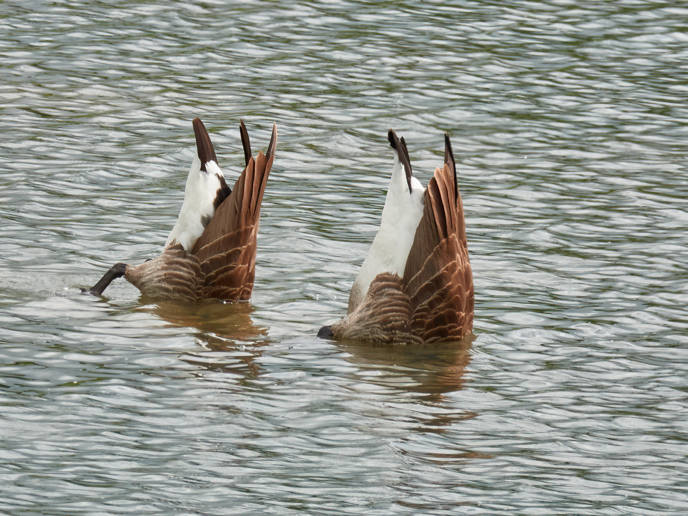 Dabbling geese, image with permission of Richard Jones.