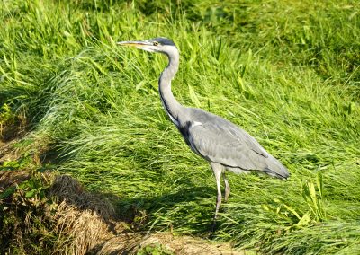 Heron, image with permission of Richard Jones