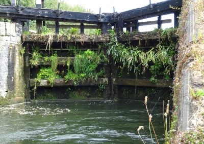 Plants growing on lock gates at Tring, image with permission of Richard Jones