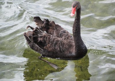 Black Swan, image with permission of Richard Jones.