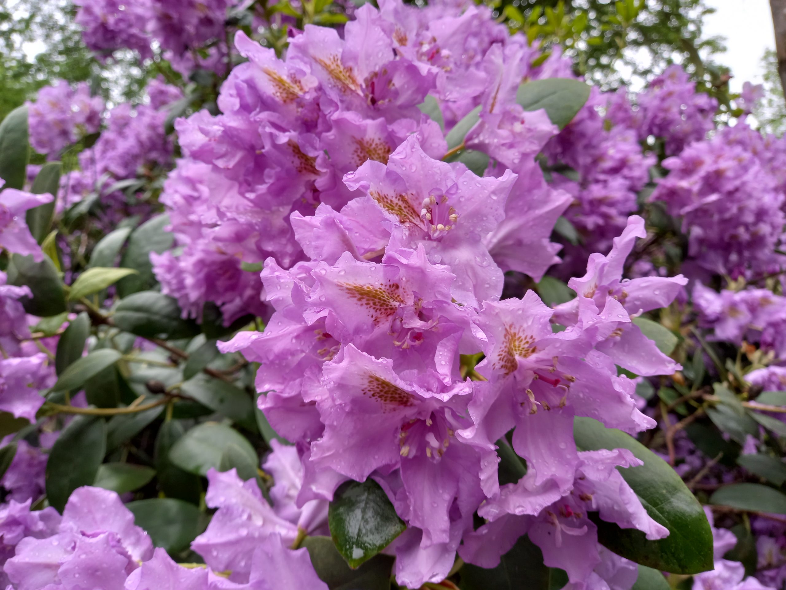 Lilac Rhododendron, image with permission of Angela Ward