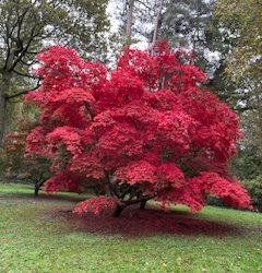 Coach trip to NT Winkworth Arboretum and RHS Wisley