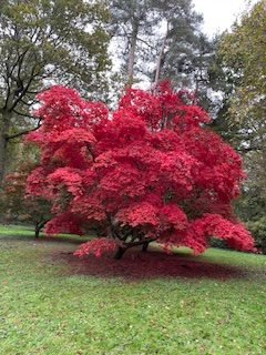 Coach trip to NT Winkworth Arboretum and RHS Wisley