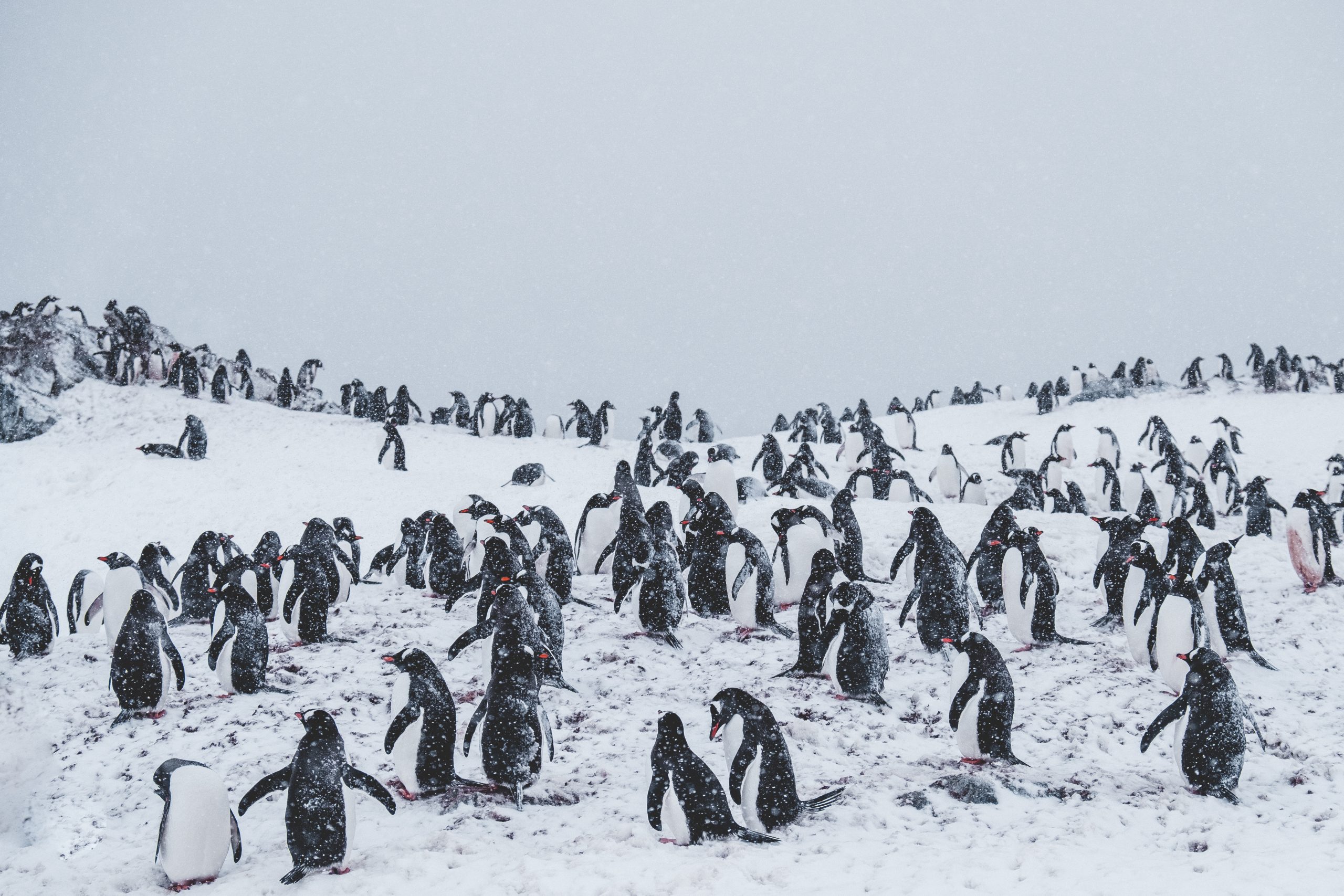 Penguins Image 8857692 by Wirestock on Freepik