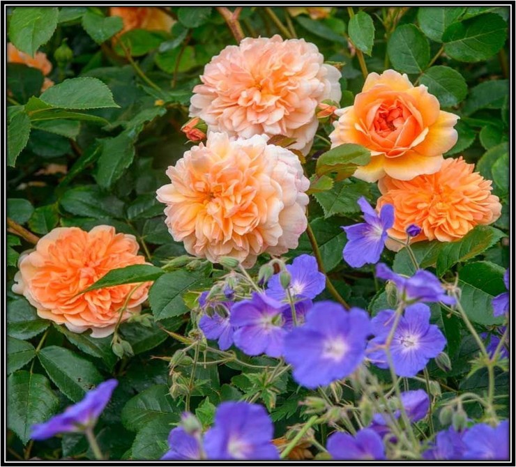 Dahlias, roses and geraniums. Image with permission of Angela Ward.