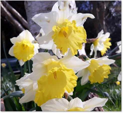 Daffodils, image with permission of Angela Ward.