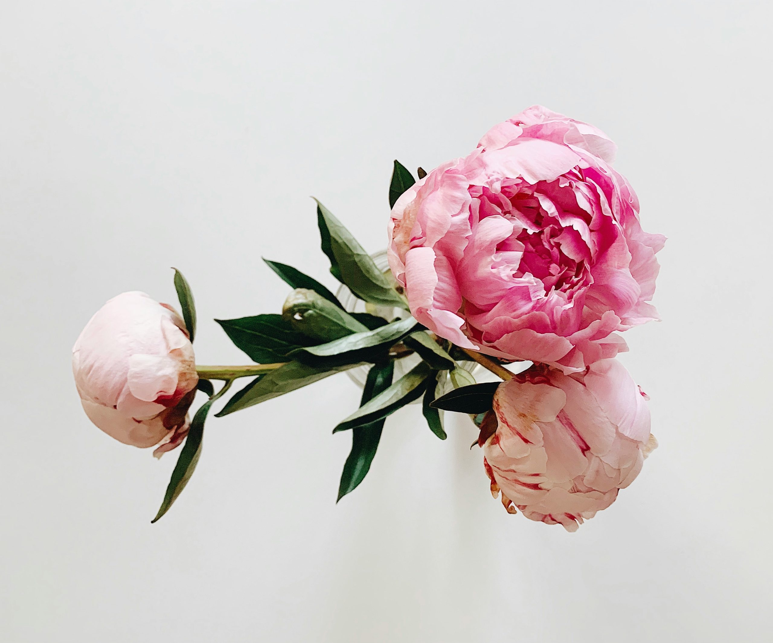 Peony flowers by Michael Fallon on Unsplash.