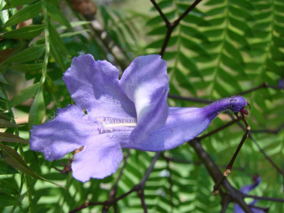 Jacaranda flower by Joao Medieros on Wikimedia