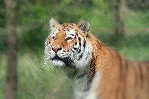 Tiger tiger . . .