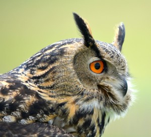 Eagle Owl