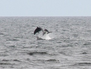 Dolphins in Spey Bay