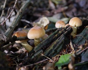 In the woods