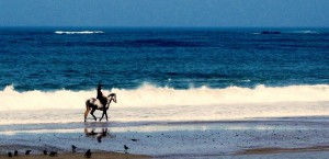 Jersey beach horserider