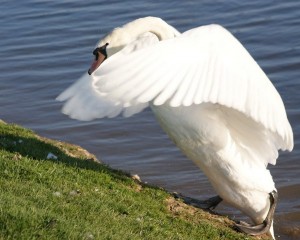 Swan